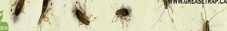 Cockroach Food