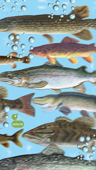 Canadian Fish species